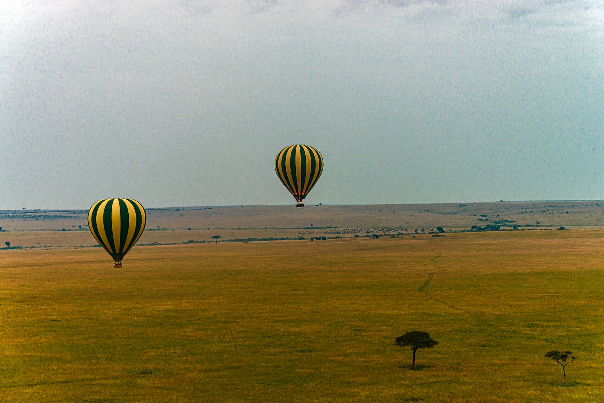 Hot-air balloons drifting over the Maasai Mara at dawn