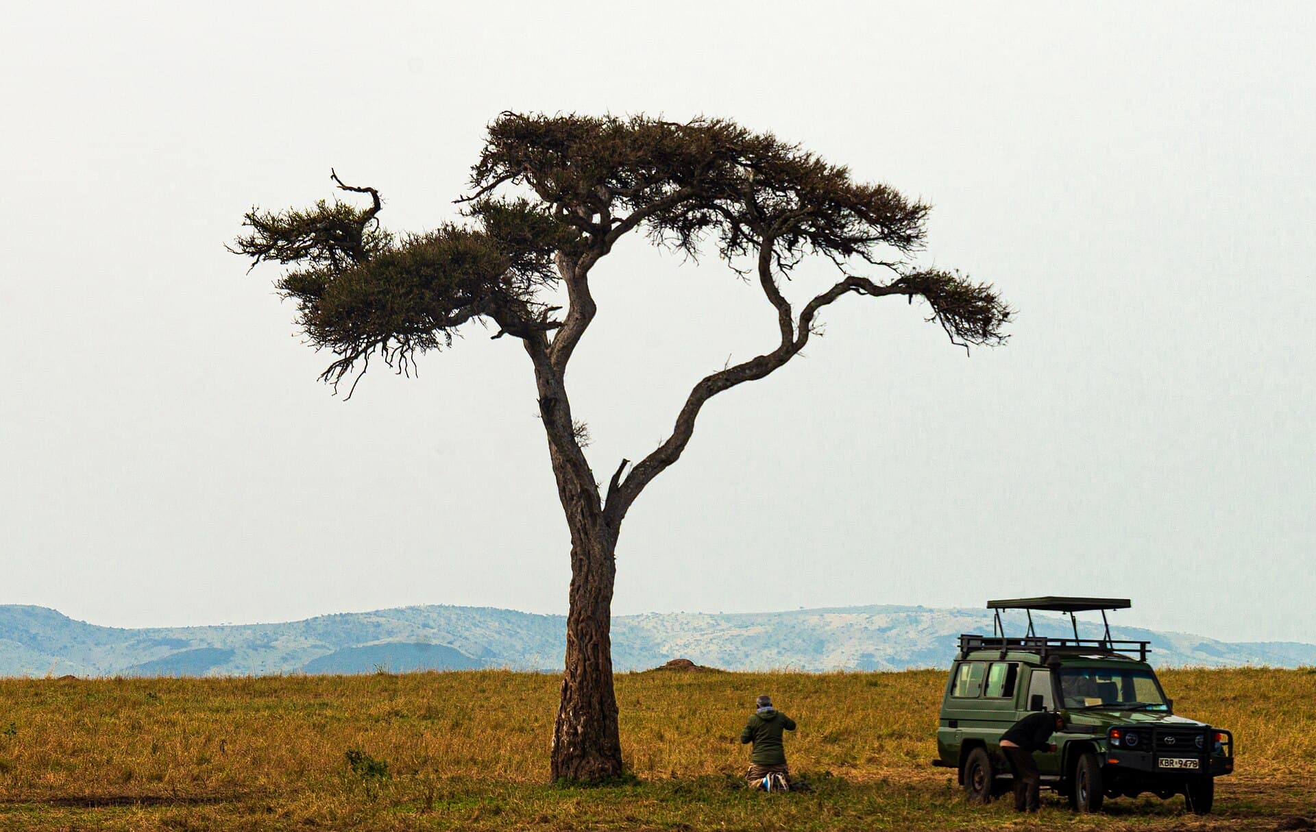 Safari vehicle parked beneath a lone acacia on the Mara plains